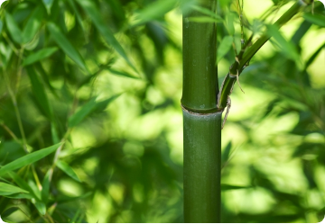 竹類